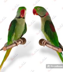 Perch wing nut 150 (01)