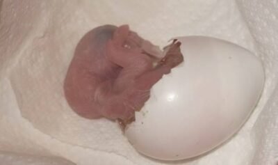 Artificial Bird Egg Incubation